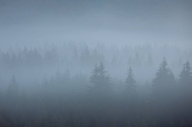 Misty landscape with fir forest. Foggy mountains at autumn season