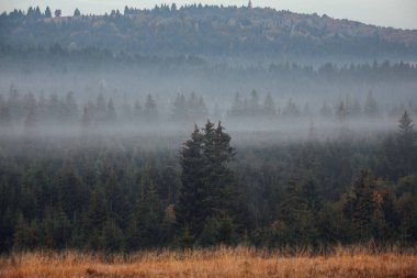 Foggy mountain forest in sunrise