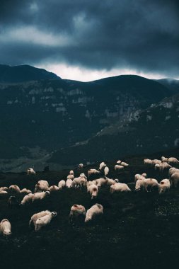 Dramatic landscape before the storm with sheep in the mountains