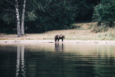 Brown bear in the wild forest clipart