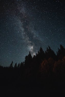 Geceleri ağaçların siluetleri gökyüzünde yıldızlarla