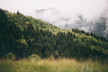 Dağlarda ormanı olan güzel bir manzara.
