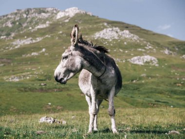 portrait of cute donkey in the mountains 