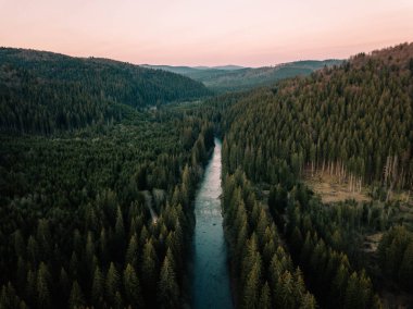 Romanya 'nın Transilvanya kentindeki Comandau kentinde bir dağ nehri ve yeşil çam ormanının insansız hava aracı görüntüleri.