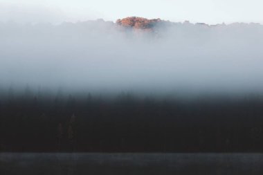 Colorful Trees in mist. Autumn Scene