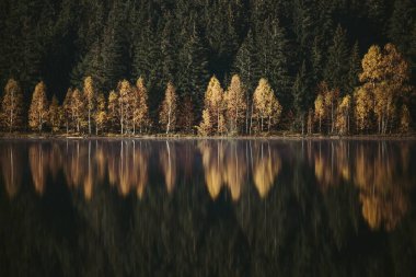 Ormandaki sarı huş ağaçları sonbaharda sabah sisli gölde yansıtılır. Soyut, eski tarz