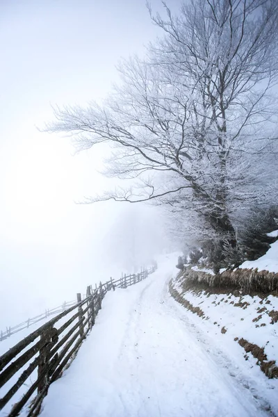 stock image Road in winter forest in mountains 