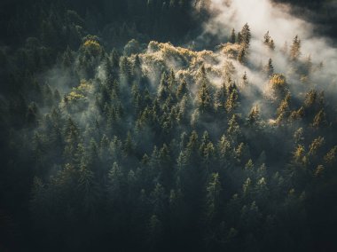 Sonbahar zamanı sisli orman. Bucovina, Romanya