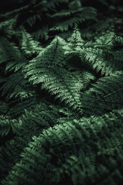 Πράσινα Φύλλα Φτέρης Δάσος — Φωτογραφία Αρχείου