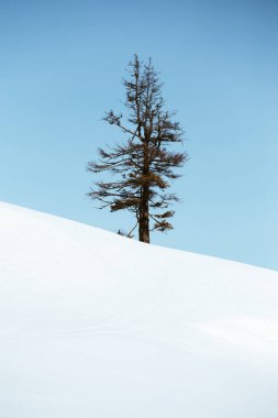 Single tree in frost and landscape in snow against blue sky. Winter scenery. Minimalistic concept