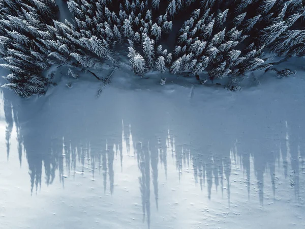 Aerial View Snow Covered Pine Trees Long Tree Shadows — 스톡 사진