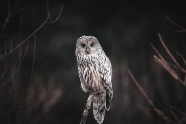 Güzel baykuşun portresini kapat.