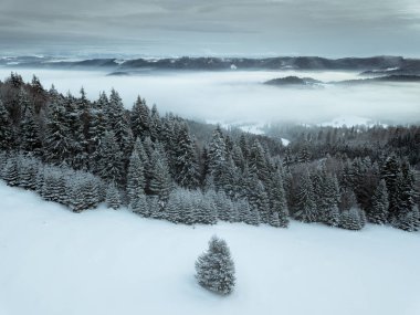 Karla kaplı ağaçlarla kaplı güzel kış manzarası