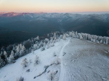 winter forest with snow covered hills in the mountains. Carpathian mountain