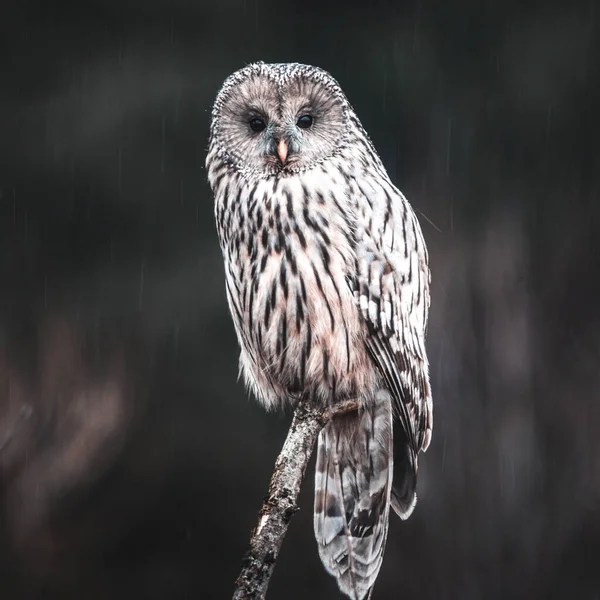 portrait of white owl in the forest