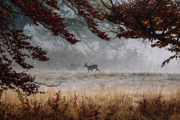 Wonderful autumn landscape with roe deer in the forest