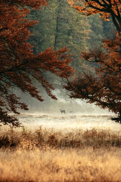 Wonderful autumn landscape with roe deer in the forest