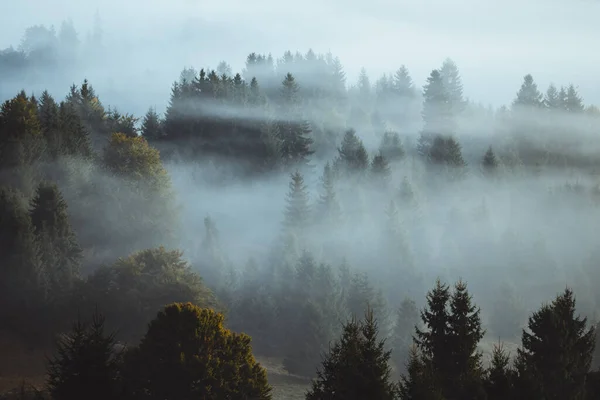misty forest and a foggy landscape with trees and a mist in the distance.