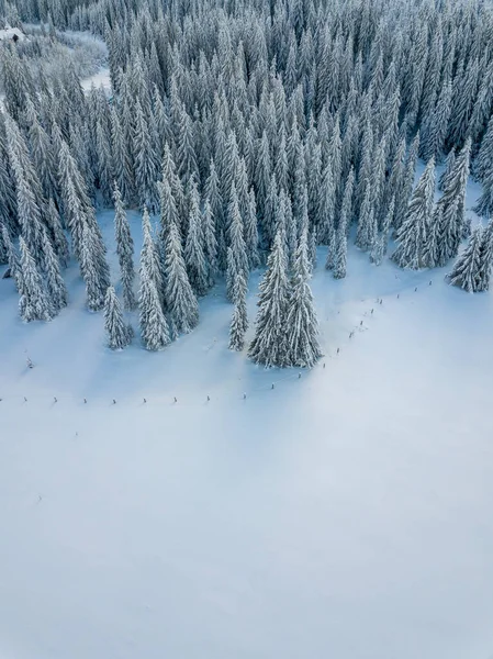 Aerial view of white frozen trees in winter season