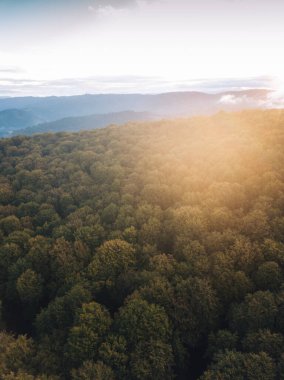 Yoğun çam ormanlarından yeşil çam ağaçlarından gölgeler ve gündoğumunda sonbahar dağlarında sarı yemyeşil ağaçlar görünür..