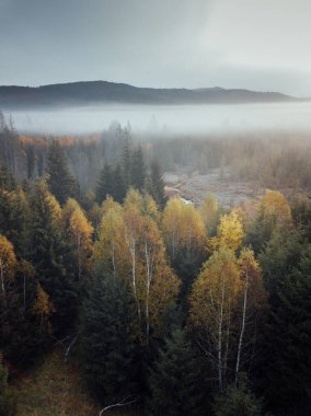 Mountains in low clouds at sunrise in autumn. Aerial view of mountain peaks and trees in fog