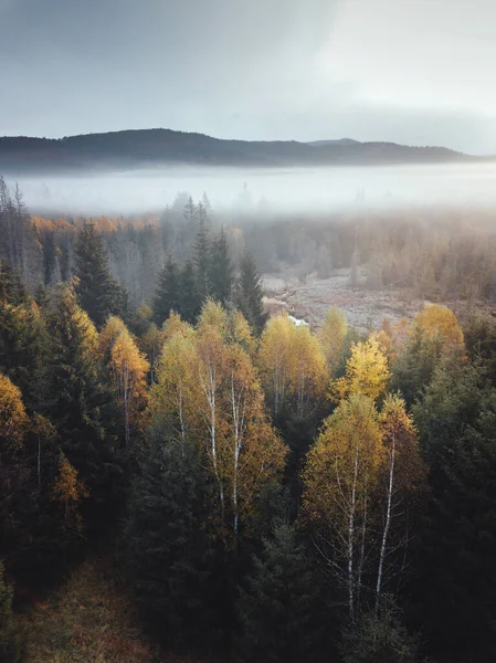 Mountains in low clouds at sunrise in autumn. Aerial view of mountain peaks and trees in fog