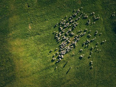 Herd Of Sheep in green field aerial view  clipart