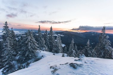 Gün doğumunda karla kaplı ağaçlarla kaplı kış manzarası