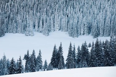 Dağlardaki çam ormanları çok güzeldir.