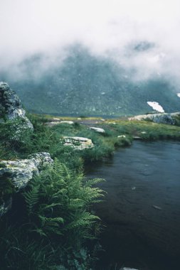 Göl kenarındaki sisli dağlar taze yeşil eğreltiotlarıyla