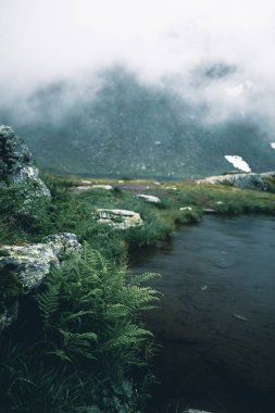 Göl kenarındaki sisli dağlar taze yeşil eğreltiotlarıyla
