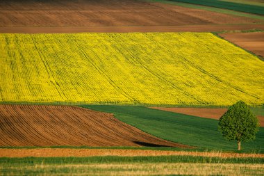Dağlarda yeşil ve sarı renkli tarlalar... 