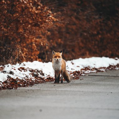 Sonbahar ormanında vahşi bir kızıl tilkiye yakın.