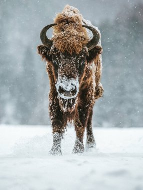 Kış zamanı Avrupalı bizon portresi. Soğuk ve kar yağışı konsepti