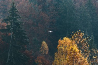 İHA görüntüleri havada. sonbahar ormanı