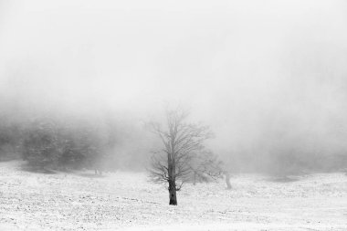 Siste ağaçlarla kaplı güzel kış manzarası