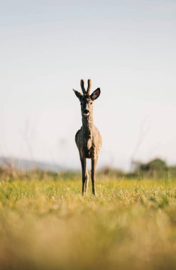 portrait of roe deer on green meadow in summer time clipart