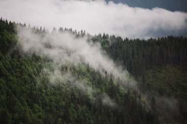 Dağların arasında sisli bir orman manzarası  