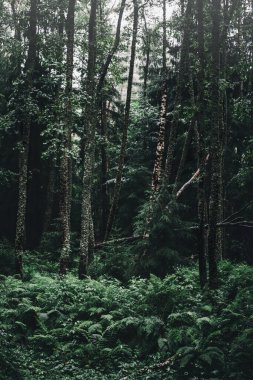 Ormanda yeşil çimenler olan orman manzarası.