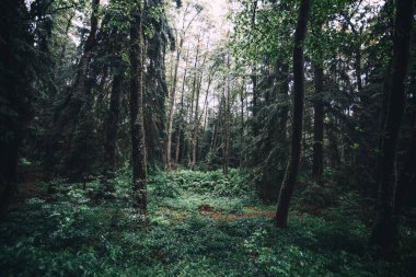 Sabah yeşil orman, yaz manzarası ve güzel yapraklar..
