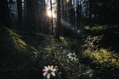 Güneş ışığı ve güneş ışığıyla güzel bir orman.