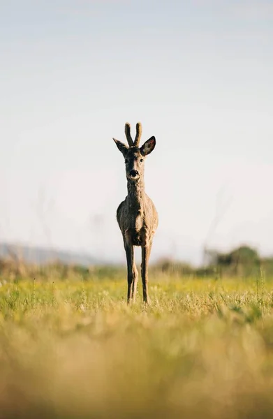 stock image portrait of roe deer on green meadow in summer time