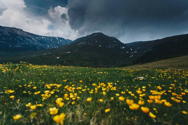 Summer mountain landscape wallpaper with dark clouds in the foreground wild yellow flowers. Bucegi, Romania