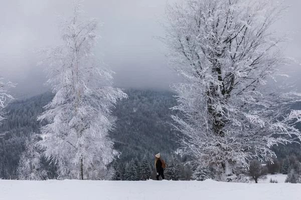 hiker woman walks in a winter snowy forest. healthy lifestyle and mental health concept