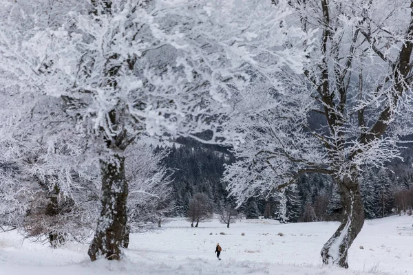 Beautiful winter landscape with snow covered trees and a woman walking in the forest