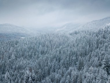 Soğuk kış mevsiminde donmuş ağaçlarla kaplı beyaz ormanın havadan görünüşü. Kışın sık ve vahşi bir orman.