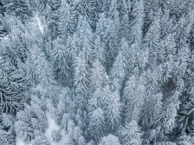 Kar yağışı sonrası karların üzerindeki hava aracı görüntüsü. Kışın orman manzarasının üstünde.