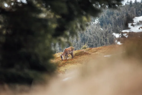 beautiful shot of a brown deer in the mountains