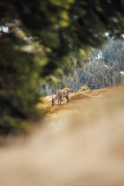 beautiful brown deer in the mountains