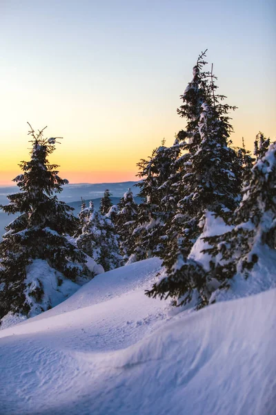 Zimowy Wieczór Pokrytymi Śniegiem Drzewami Lesie — Zdjęcie stockowe